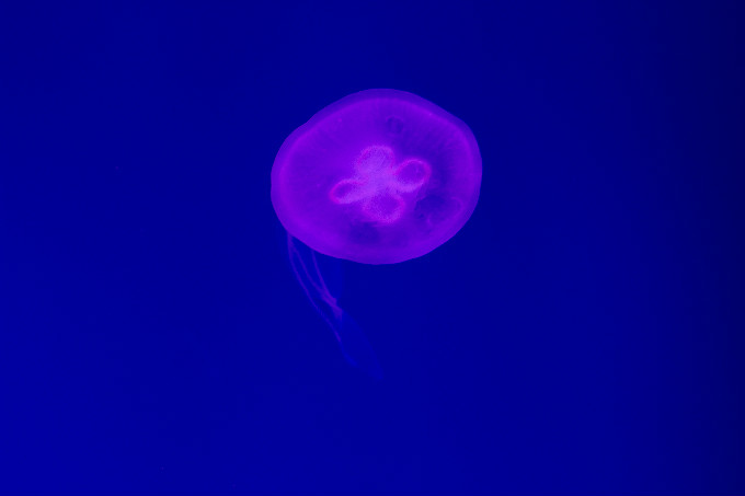 夏令營第二季，新華學(xué)子一起遨游海洋王國