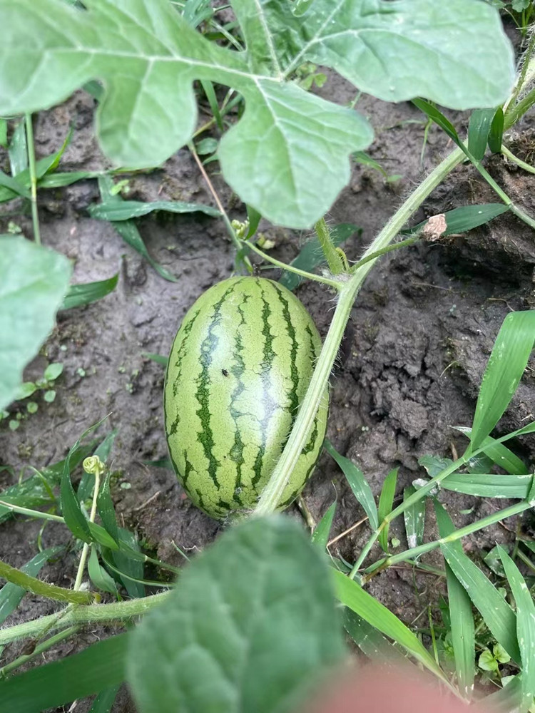 豐收季來襲！新華農(nóng)場喜迎豐收季~